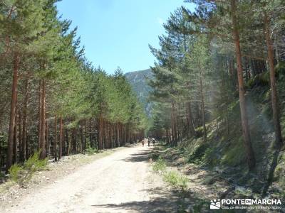 El pinar del Puerto de Navafría;viajes semana santa;excursiones cerca de madrid